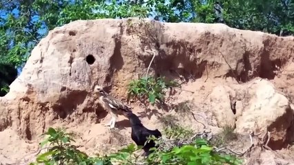 Incredible! Courageous Rooster Confronts Evil Hawk To Protect Chicks - Hawk's Most Terrifying Hunts