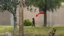 İnsan gibi yürüyen gorilin görüntüsü sosyal medyada viral oldu! Görenler gözlerine inanamıyor