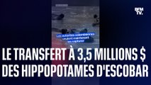 Colombie: 3,5 millions de dollars pour expulser 70 hippopotames de Pablo Escobar