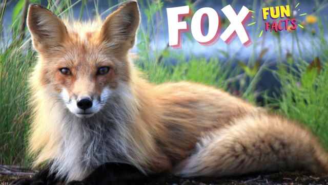 FOX - The Surprising Stress-Relieving Benefits of Watching Cute Animals: Plus Fun Facts Included!