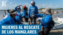 Mujeres al rescate de los manglares en México | EL PAÍS