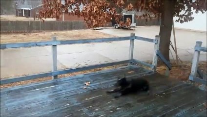Ce chien n'a pas vu que la terrasse était verglacée