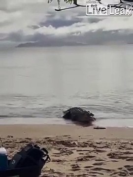 Regardez qui vient rendre visite à ces pecheurs sur la plage