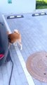 Funny Dog Fails: Hilarious Moments of Dogs Caught on Camera | Pets Island