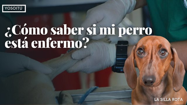 ¿Cómo saber si mi perro está enfermo?