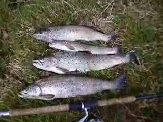 ouverture de la truite 2008 "un millésime"