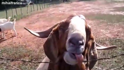 Funny Farm Animals Compilation   Funny Animal Fail Compilation   August 2015 (4)