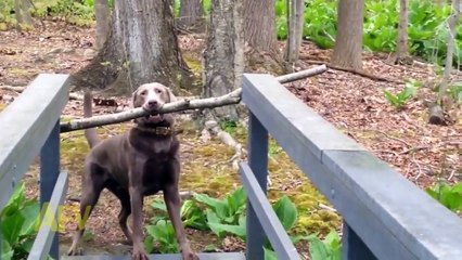 Funny Animal Videos   funny video clips   funniest videos   humor videos