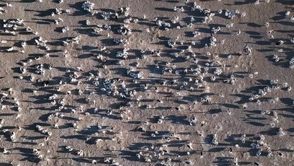 Daily Liberal - Narran Lakes bird migration - March 31, 2023