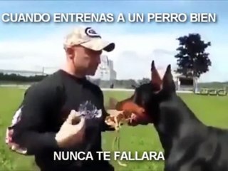 Funny and cute animal compilation more fun