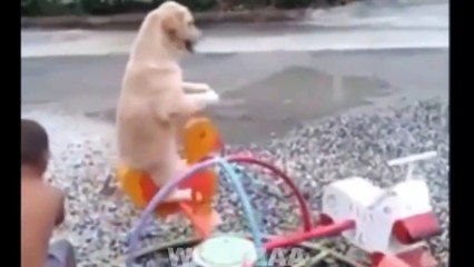 Thug life  - Ultimate Dogs Thug Life compilation   Funny Videos 2015