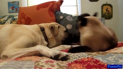 Animal Videos ► Funny Cats Boxing Dogs Compilation 2015 ► Animals TV