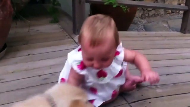 Funny Animals And Pets ► Funny Animal Compilation Must See Best Videos Cats Dogs Rabbits 2015 HD