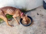 Polícia Ambiental e Saau resgatam quatro cães em situação de maus-tratos em Umuarama 1
