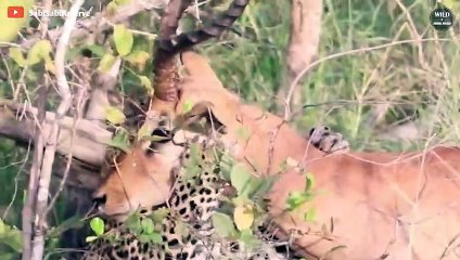 15 Brutal Wildlife Hunting Moments 2022 That Will Make You Panic - Wild Animals World