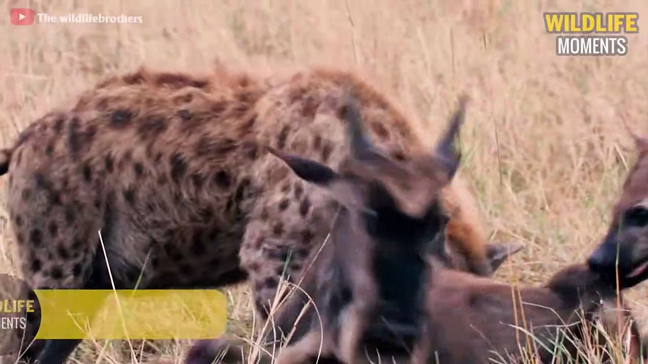 15 Amazing Moments HYENA Vs Baby Animals Caught On Camera - Wildlife Moments
