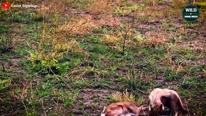 7 Most Brutal Hunting Moments Of Cheetahs   Wild Animal World