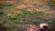 7 Most Brutal Hunting Moments Of Cheetahs   Wild Animal World