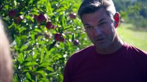 First harvest of new Southern Bliss apples in Tasmania