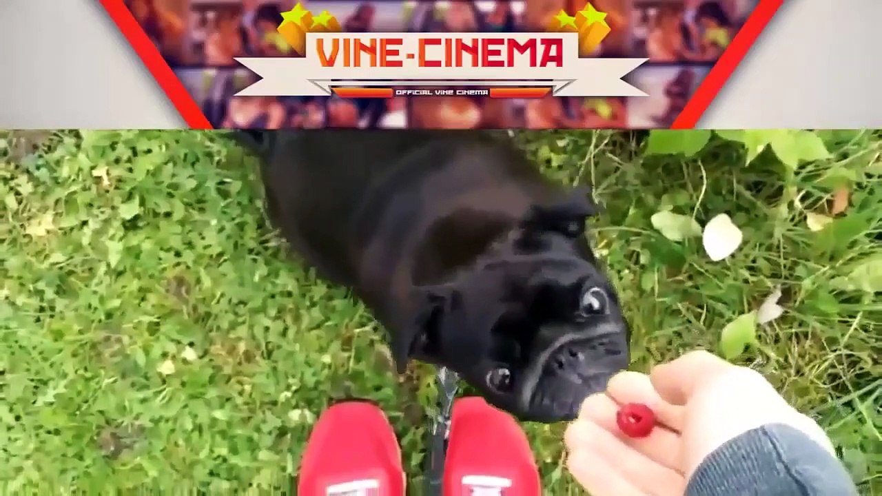 Funny Videos Animal   Funny Dog Vines Best Dogs Vines Compilation