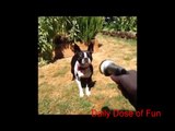 Funny Pet Vine Compilation (Funny Animal Vines) Daily Dose of Fun