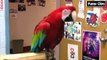 Funny videos - Funny Animal - Funny Parrots Dancing Compilation the best Cute Owls