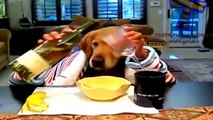 Cats and dogs eating with hands Funny and cute animal compilation HD