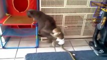 ★★ Monkeys annoying cats and dogs - Funny animal compilation ★★.mp4.mp4