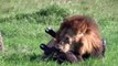 Most Amazing Wild Animal Attacks - Big Battle Lion vs Buffalo ► Real Fight - YouTube