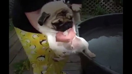 Funny Animal Videos - Over 13 Minutes Of Hilarious And Cute Animal Moments - YT