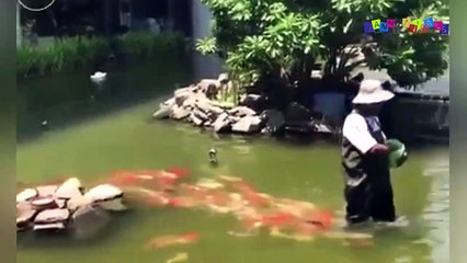 Разные приколы с разными животными. Воинственный богомол.