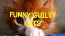 Cute cats feel guilty - Funny guilty cat compilation (2)