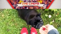 Funny Videos Animal Funny Dog Vines Best Dogs Vines Compilation (6)