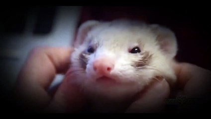 Cute animals waking each other up - Funny animal compilation (2)