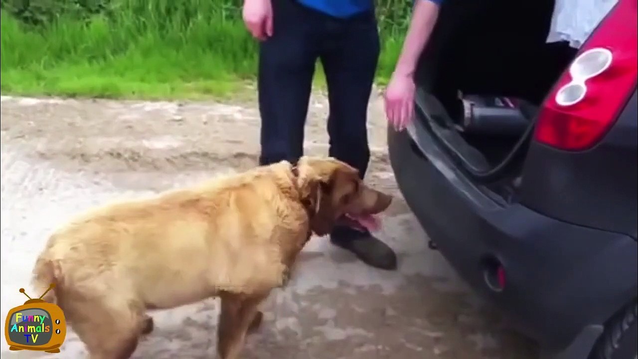 Funny Dogs - Funny Dog Fails - Funny Dogs Compilation - Funny Animals Compilation