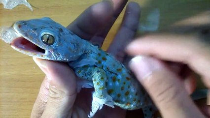 Help gecko shed their skin
