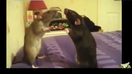 Cute Animals Funniest Animal New Animal videos 2015