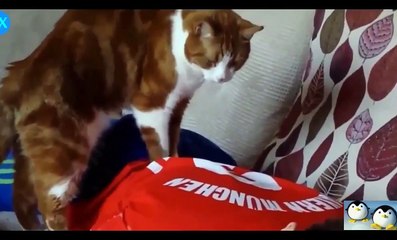 Funny Animal Videos - Funny Animal - Best Funny Animals compilation