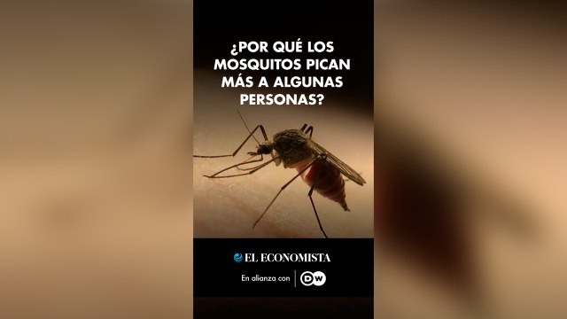 ¿Por qué los mosquitos pican más a algunas personas?