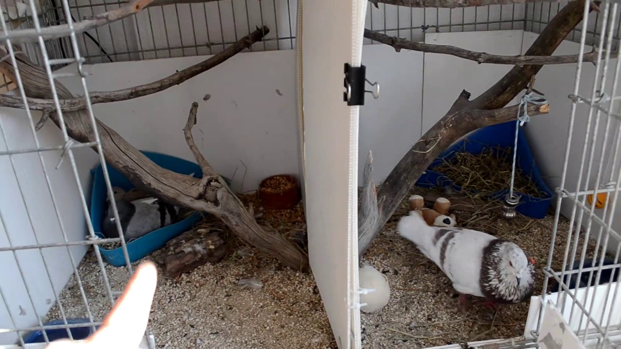LA NUEVA JAULA DE MIS PALOMAS ARÁN Y EINAR | IDEAS PARA AVES GRANDES EN INTERIOR DE CASAS