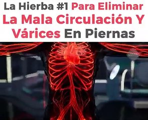 La Hierba #1 Para Eliminar La Mala Circulacion y Varices En Las Piernas