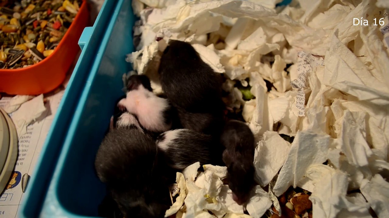 RESCATO 3 HÁMSTERS DE LA CALLE Y NACEN 10 BEBÉS PARTE 7 | EMPIEZAN A COMER Y A ANDAR POR LA JAULA