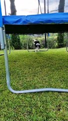 Dog Jumps Off Trampoline