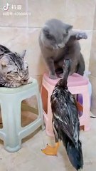 Cat and Duck Funny Fight