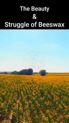 The Natural and Sustainable Benefits of Beeswax