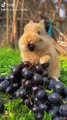 Rabbit Eating Grapes with Fun