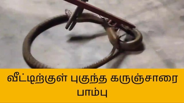 பாபநாசம்: வீட்டிற்குள் புகுந்த பாம்பு- மிரண்டு போன குடும்பத்தினர்!