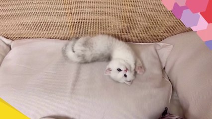 CUTEST CATS - Funny and Cute Cat Videos Compilation 2023