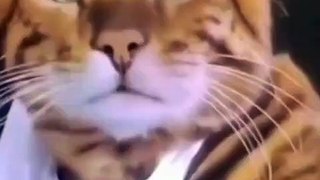 Funny cat try not to laugh | funniest cats video