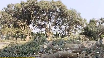 মালতীপুরঃ আম থাকা অবস্থায় কাটা হচ্ছে গাছ,ক্ষুদ্ধ পরিবেশপ্রেমীরা